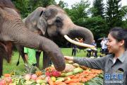 西双版纳举行关爱亚洲象公益活动